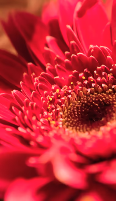 Stamens Wallpapers for Samsung Galaxy Z Fold4/Z Fold5/Z Fold6 (1812x2176): gerberas, flowers, petals, stamens