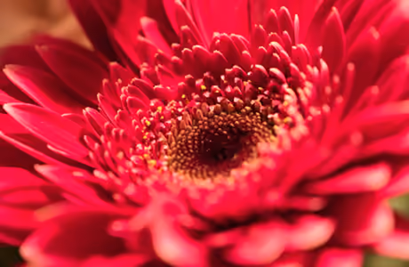 Gerberas Wallpapers for iPad Retina (2048x2048): gerberas, flowers, petals, stamens