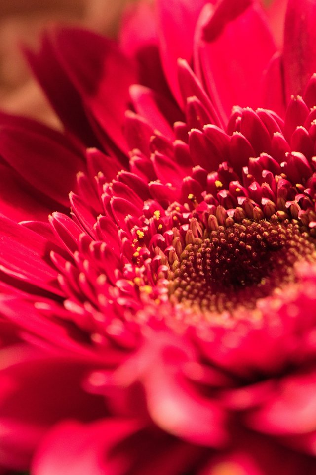Red Gerbera Close-Up - Wallpapers for iPhone 4/4S in 640x960 resolution