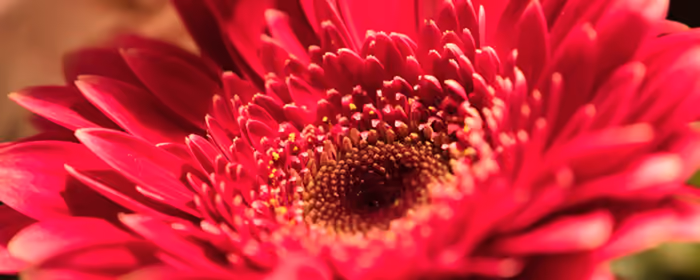 Nature wallpapers: gerberas, flowers, petals, stamens