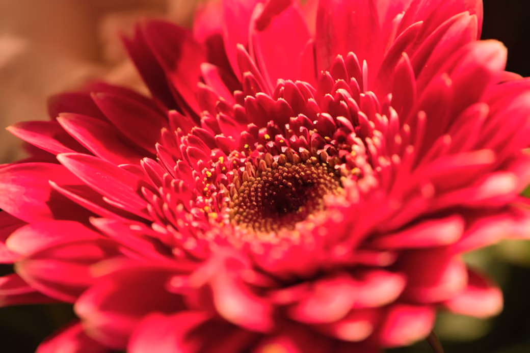 Red Gerbera Close-Up - Wallpapers for iPad Retina in 2048x2048 resolution