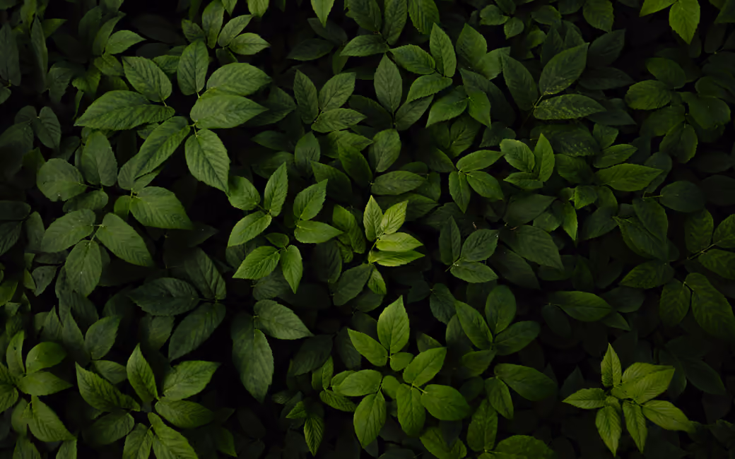Dense Green Leaves Pattern — desktop and phone wallpaper, free download