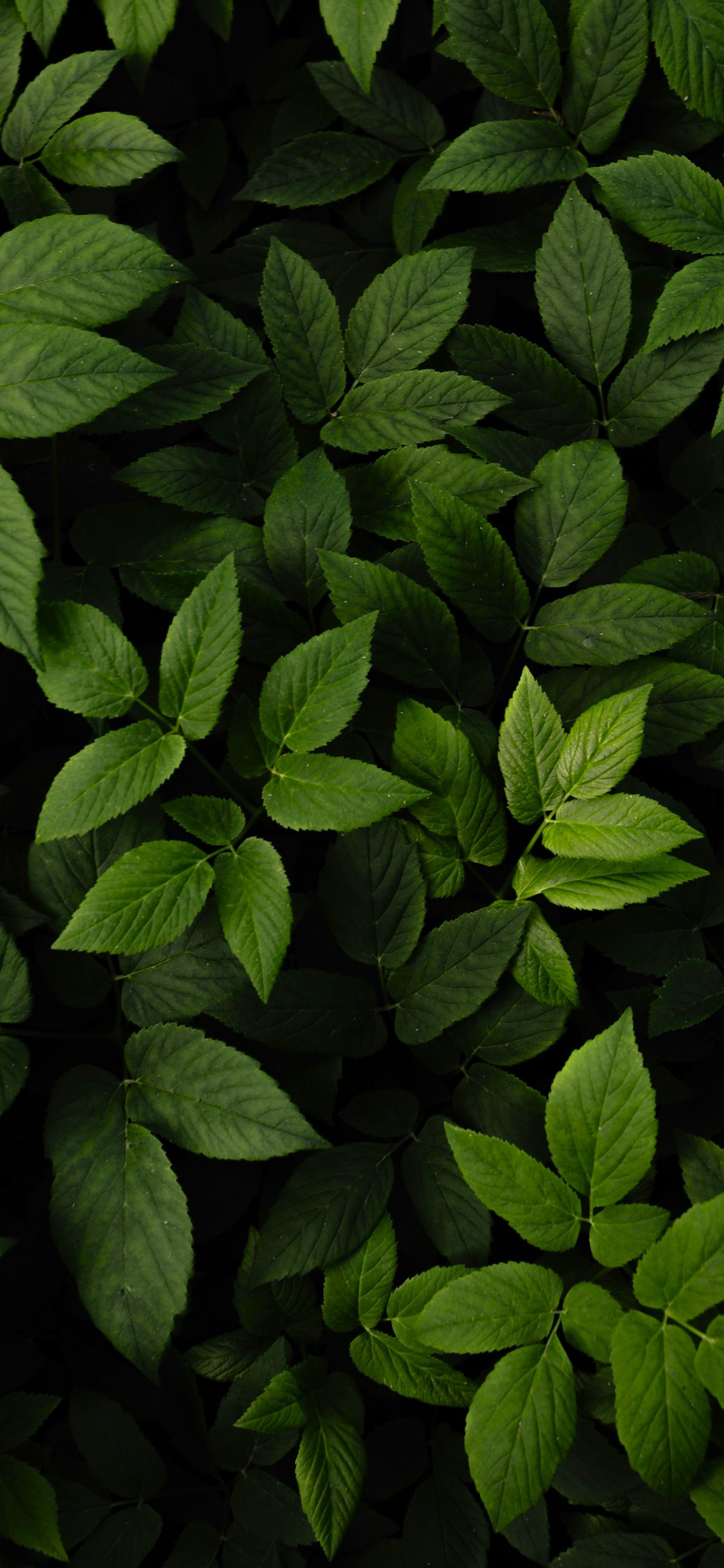 Dense Green Leaves Pattern - Wallpapers for iPhone X/XS/11 Pro in 1125x2436 resolution