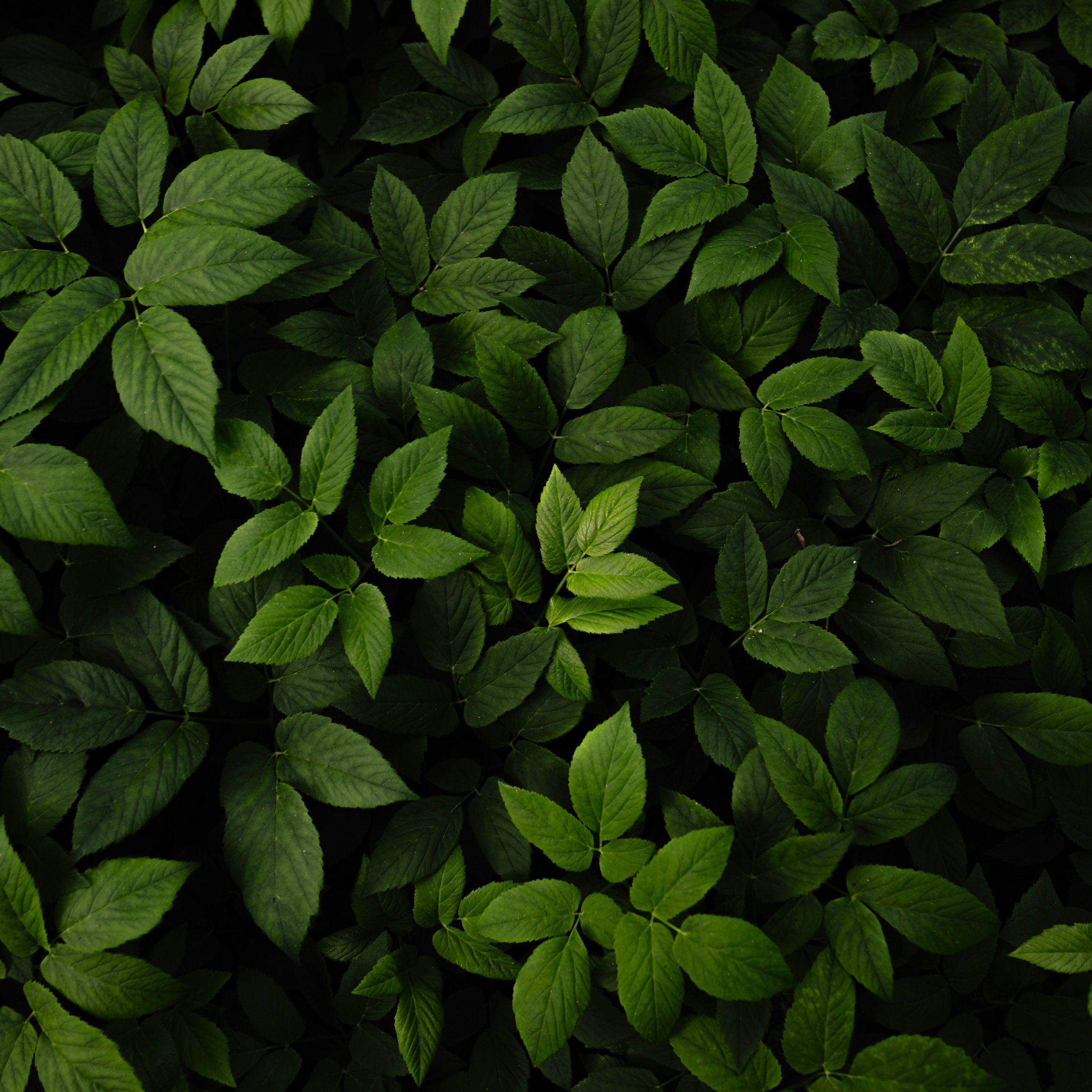 Dense Green Leaves Pattern - Wallpapers for iPad Pro 11″ 2024 in 2420x2420 resolution