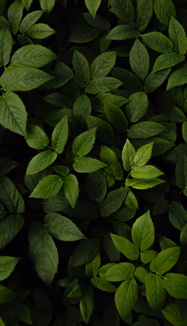 Nature wallpapers: leaves, bush, greenery, forest