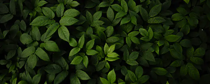 5K2K UltraWide 21:9 forest wallpapers (5120x2160): leaves, bush, greenery, forest