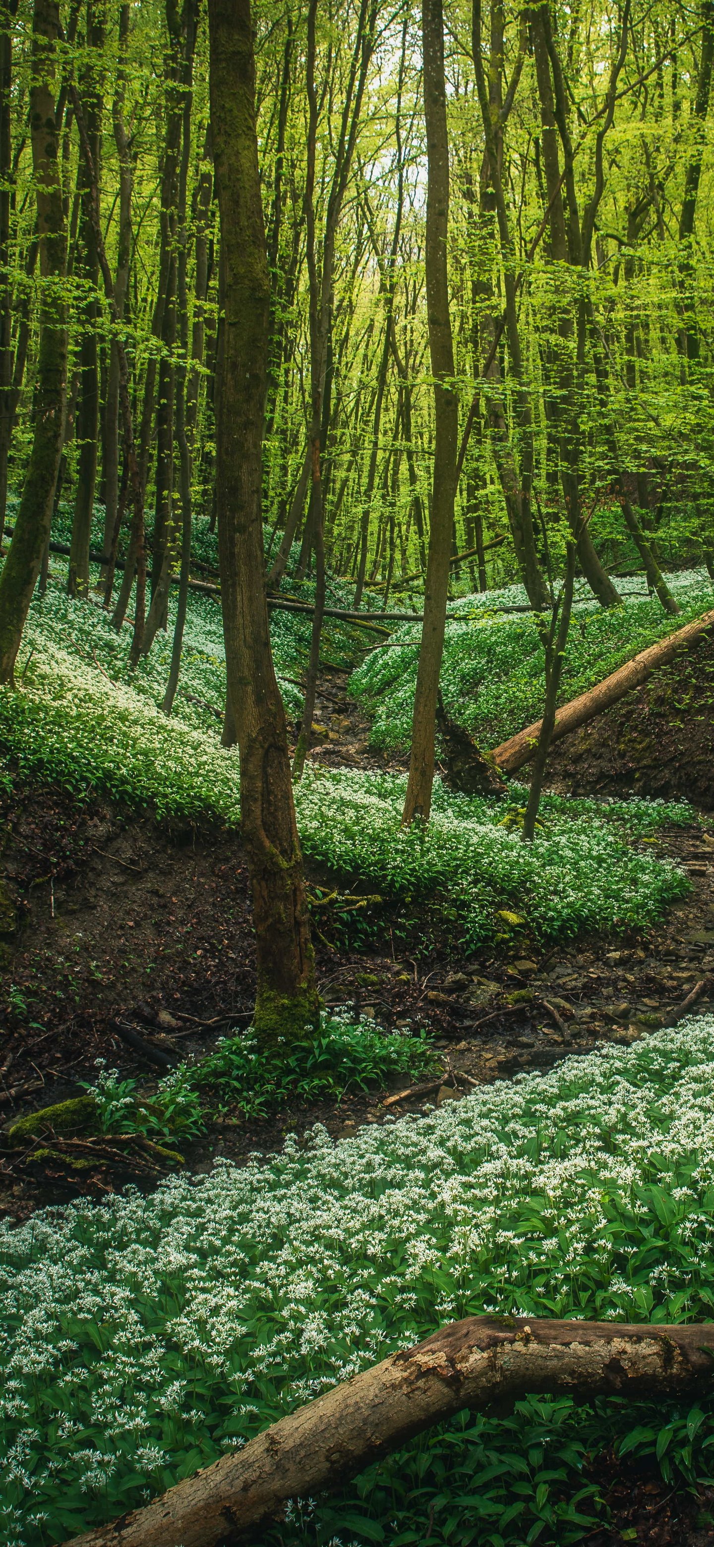 Dense green forest - Wallpapers for Samsung Galaxy S24/S24 Ultra/S25 Ultra/S25+/S26 Ultra in 1440x3120 resolution