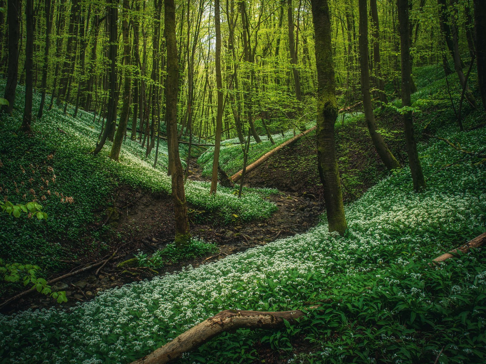 Dense green forest - UXGA wallpapers in 1600x1200 resolution