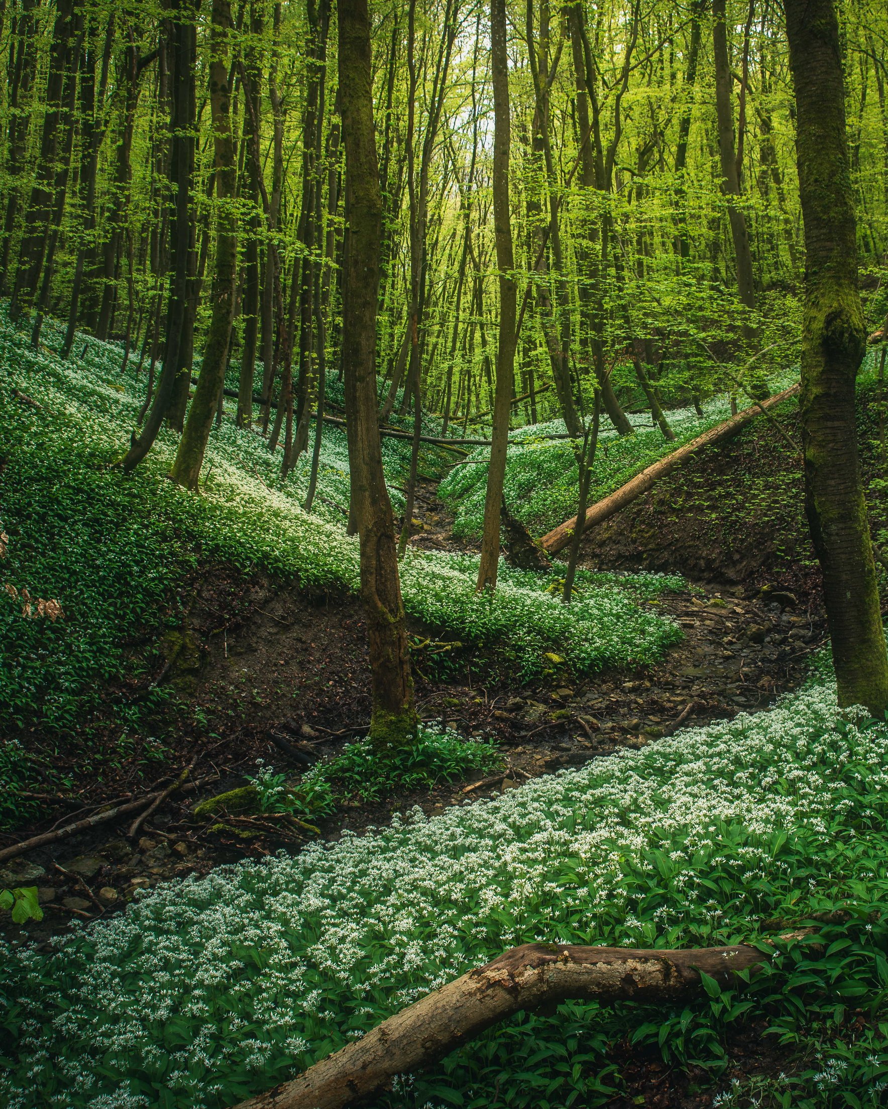 Dense green forest - Wallpapers for Samsung Galaxy Z Fold 2/3 in 1768x2208 resolution