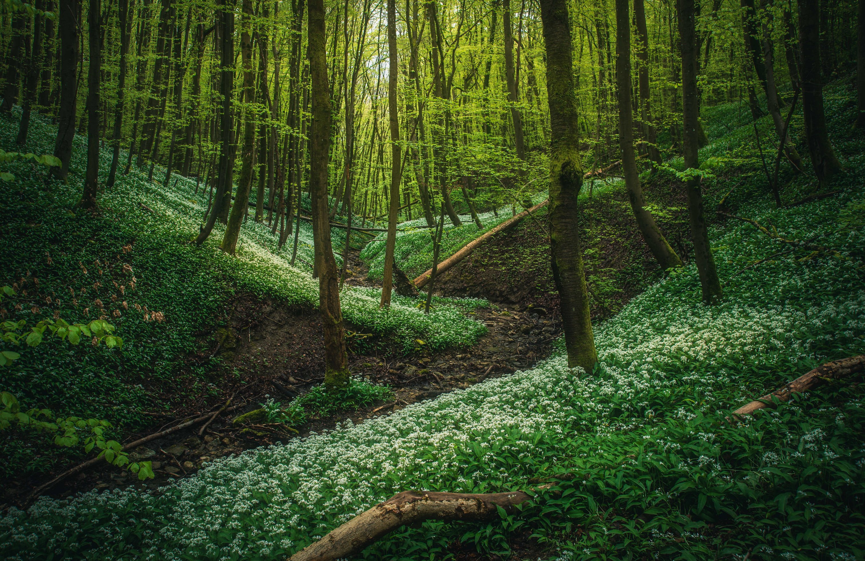 Dense green forest - Wallpapers for Apple MacBook 14.2″ in 3024x1964 resolution
