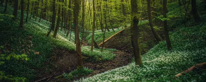 Nature wallpapers: forest, trees, grass, greenery