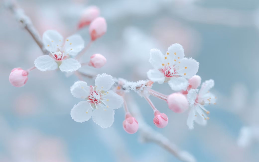 White sakura close-up — desktop and phone wallpaper, free download
