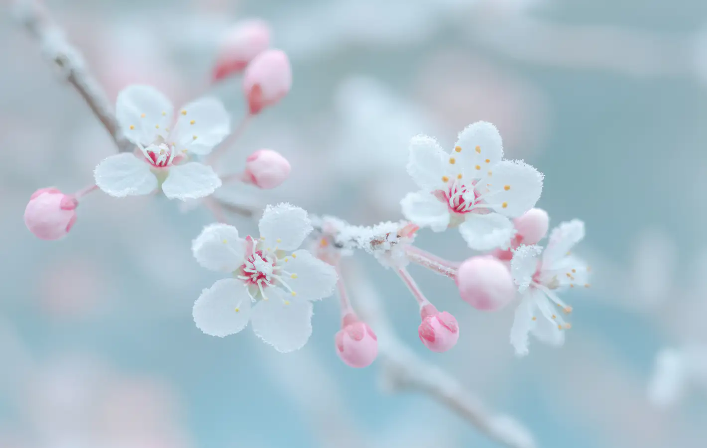 White sakura close-up — desktop and phone wallpaper, free download