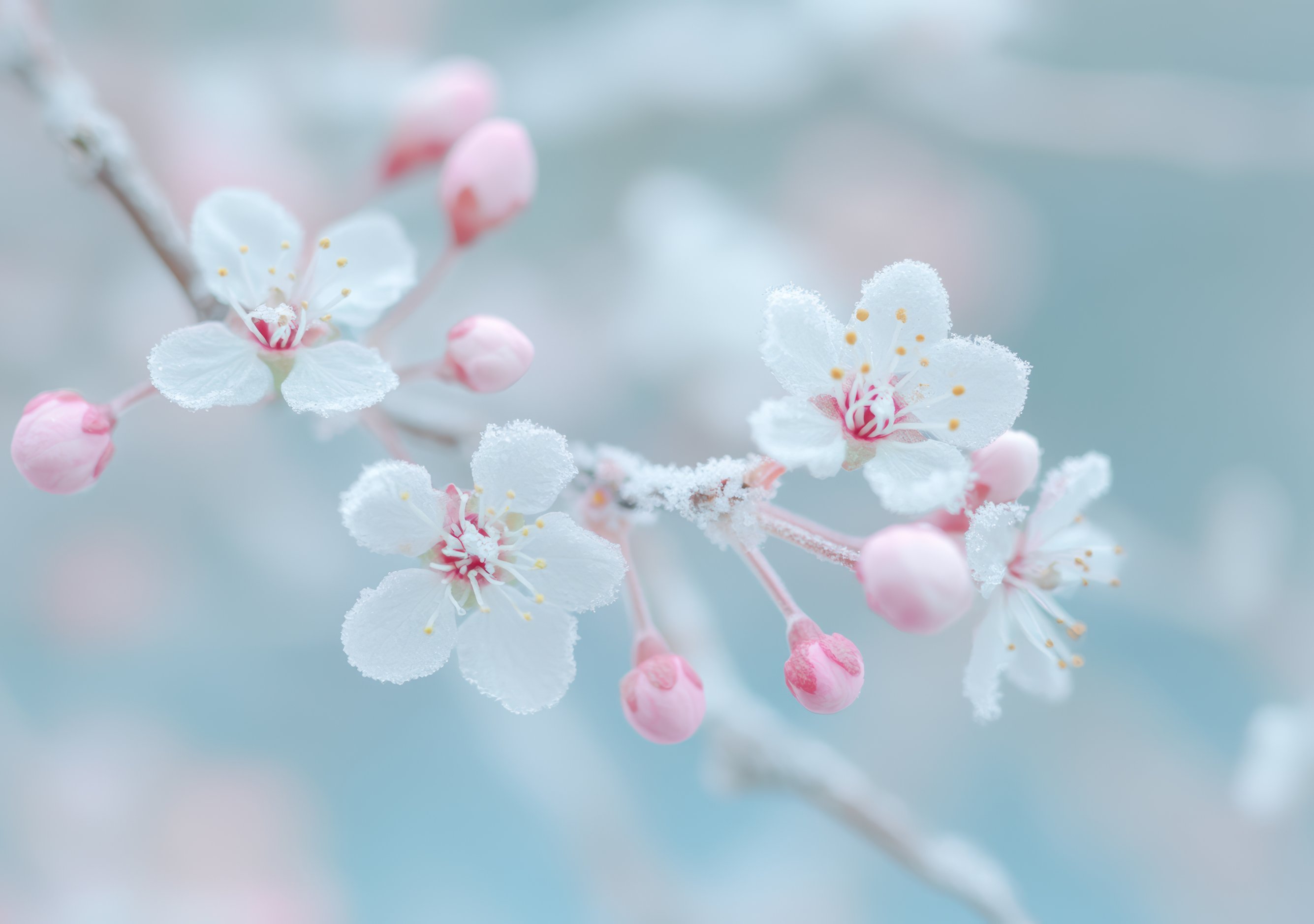 White sakura close-up - Wallpapers for iPhone Duo in 2670x1878 resolution