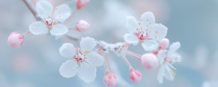 Sakura wallpapers for UltraWide 21:9 monitors (2560x1080): sakura, flowers, branch, spring