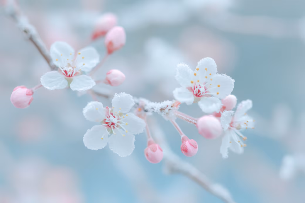 White sakura close-up - Wallpapers for iPhone 4/4S in 640x960 resolution