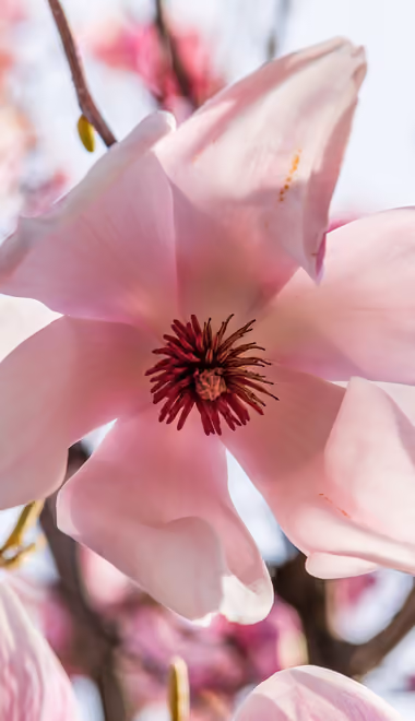 Stamens Wallpapers for Samsung Galaxy Z Fold4/Z Fold5/Z Fold6 (1812x2176): magnolia, stamens, macro, flowers