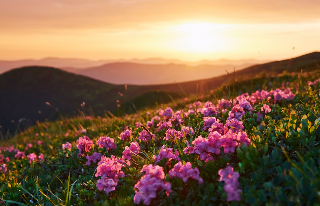 Pink flowers on a green hill — desktop and phone wallpaper, free download