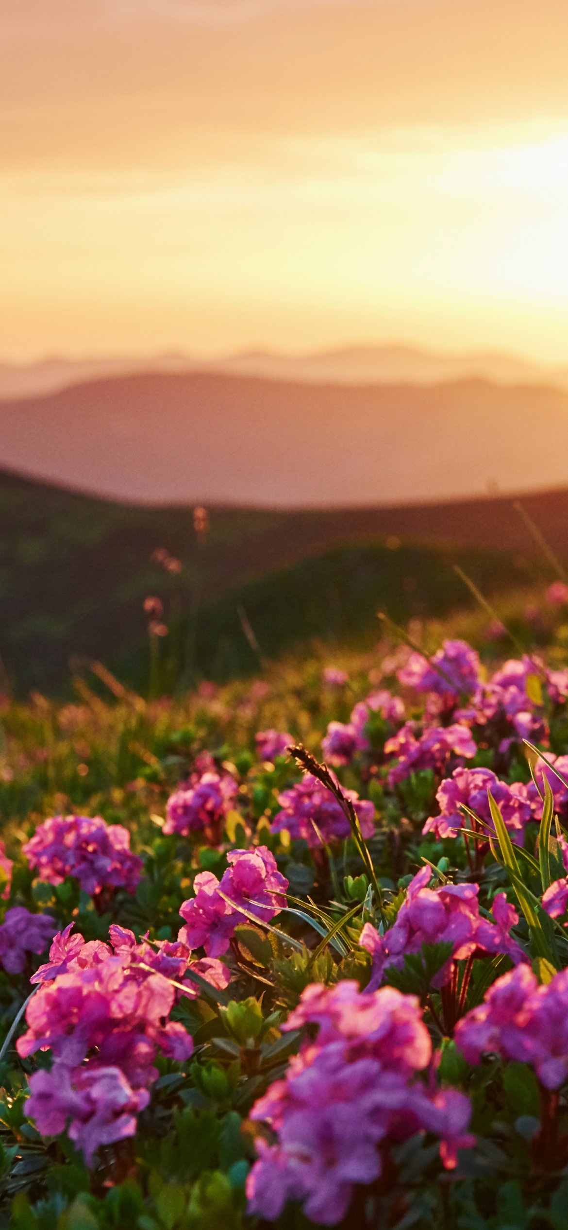 Pink flowers on a green hill - Wallpapers for iPhone 12 Pro/13 Pro/14 in 1170x2532 resolution