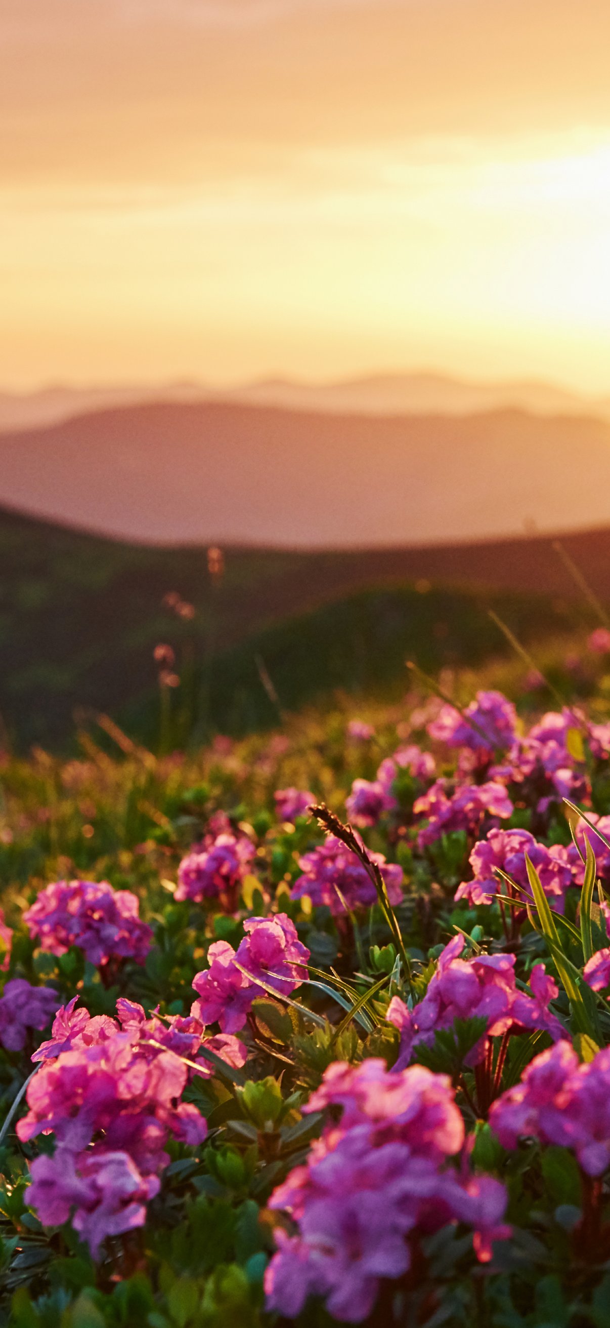 Pink flowers on a green hill - Wallpapers for iPhone 18 Pro/18/17 Pro/17/16 Pro in 1206x2622 resolution
