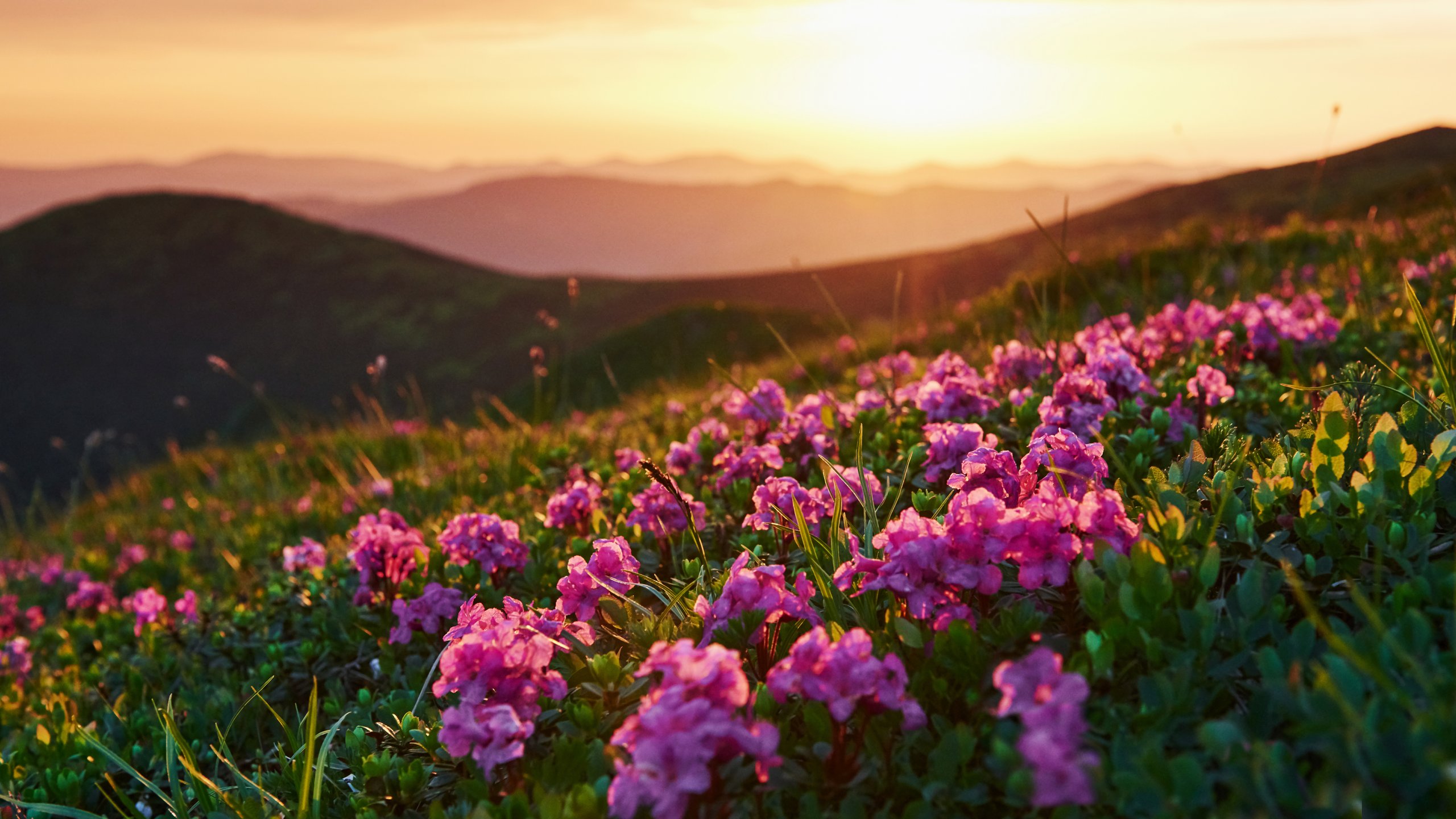 Pink flowers on a green hill - 2K Quad HD wallpapers in 2560x1440 resolution
