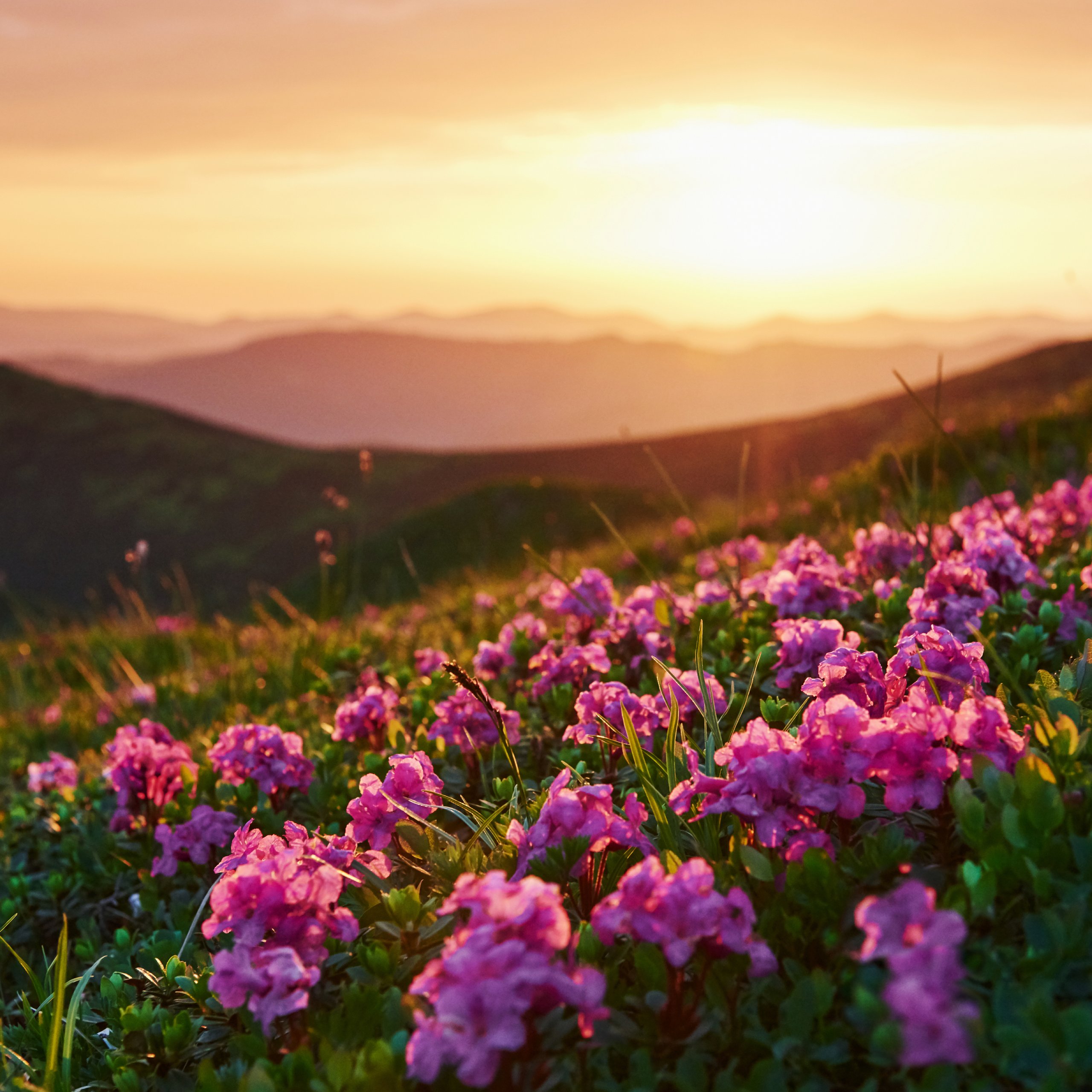 Pink flowers on a green hill - Wallpapers for Samsung Galaxy Tab S9 FE+/Tab S11, Xiaomi Pad 5, Redmi Pad 2 Pro, POCO Pad in 2560x2560 resolution