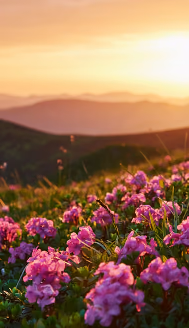 Nature wallpapers: flowers, grass, mountains, sunset