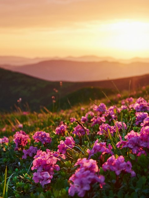 Pink flowers on a green hill - Wallpapers for HTC/BlackBerry in 480x640 resolution