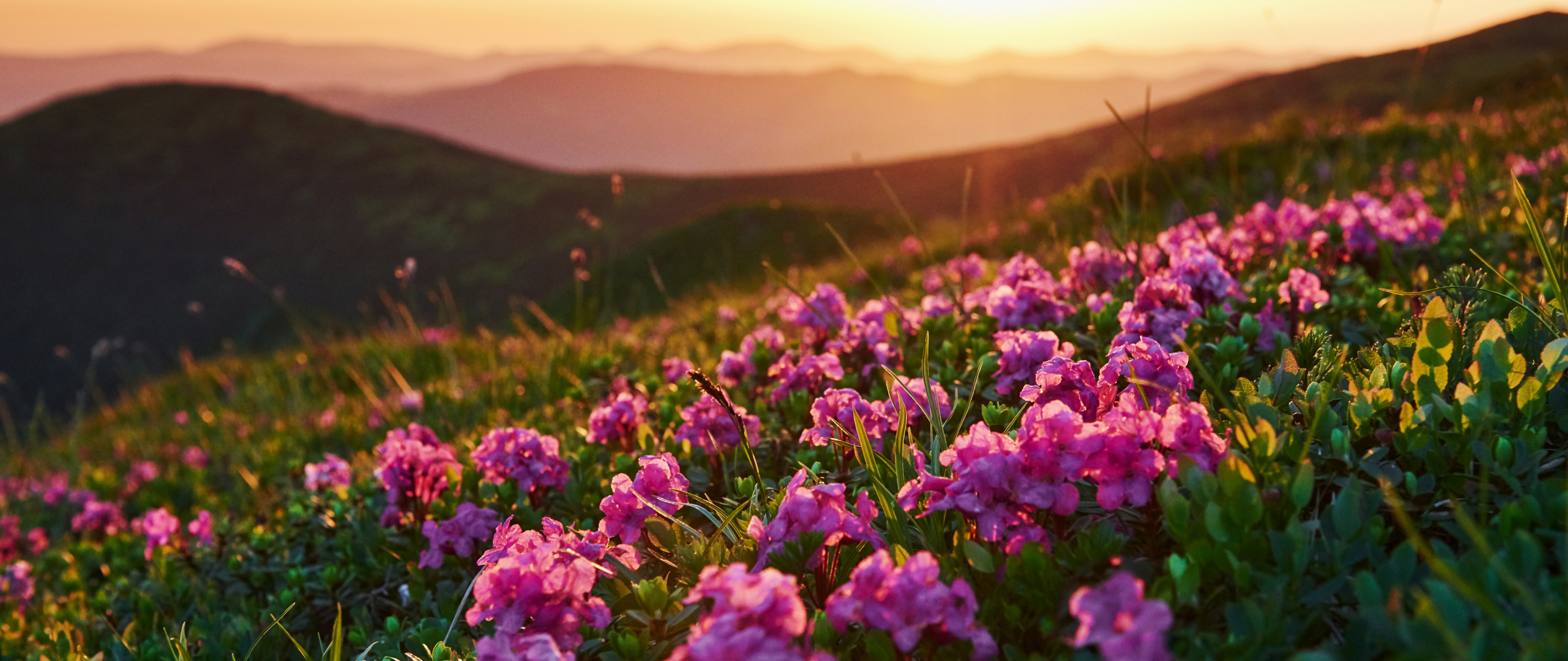 Pink flowers on a green hill - 5K2K UltraWide 21:9 wallpapers in 5120x2160 resolution
