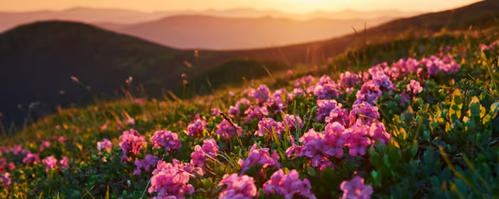 Dual Monitor Wallpapers (7680x2160): flowers, grass, mountains, sunset