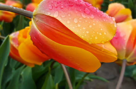 WSVGA Dew wallpapers (1024x600): tulip, field, dew, drops