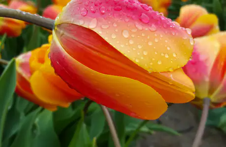 close-up Wallpapers for iPad Pro 11″ 2024 (2420x2420): tulip, field, dew, drops