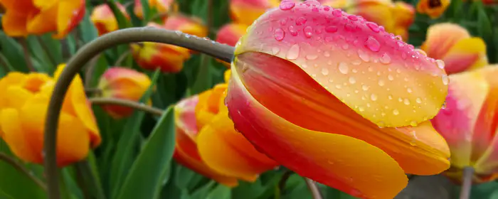 UltraWide 21:9 dew wallpapers (2560x1080): tulip, field, dew, drops