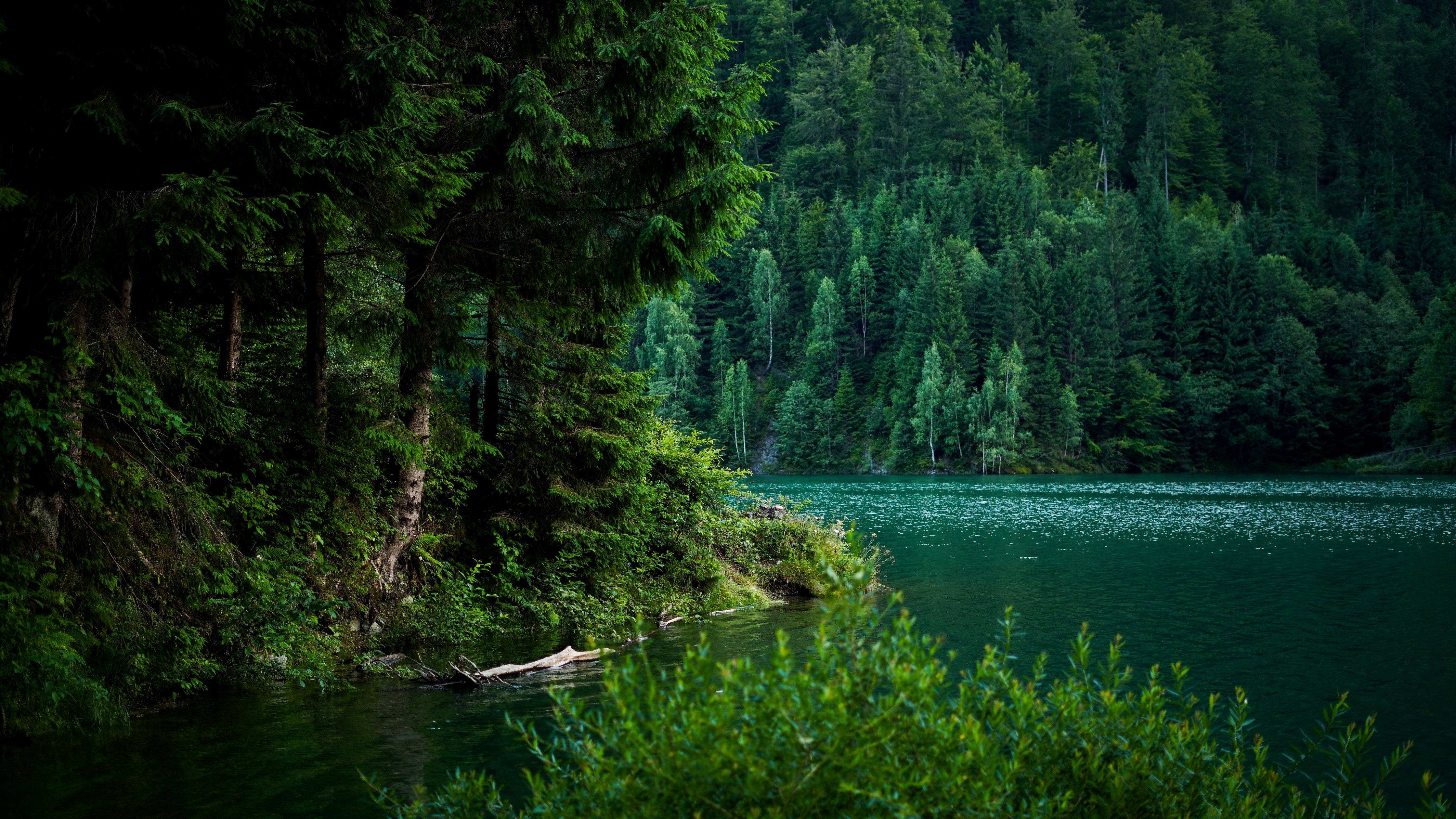 River in the midst of a dense green forest - Wallpapers for Apple iMac 24″ in 4480x2520 resolution