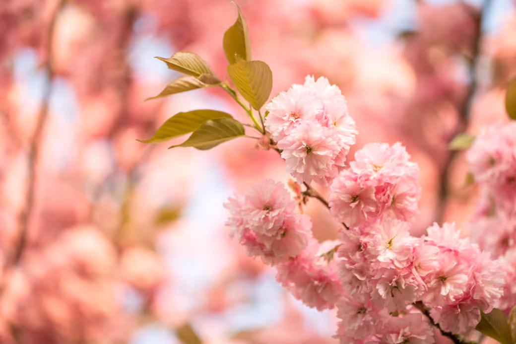 Cherry Blossom Branch in Spring Garden — desktop and phone wallpaper, free download