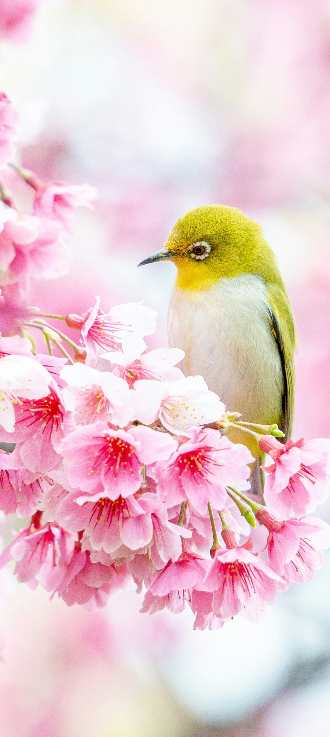 Canary on sakura - Wallpapers for Samsung Galaxy A13/A14/A53, Realme 12 Pro 5G, POCO M5 in 1080x2408 resolution