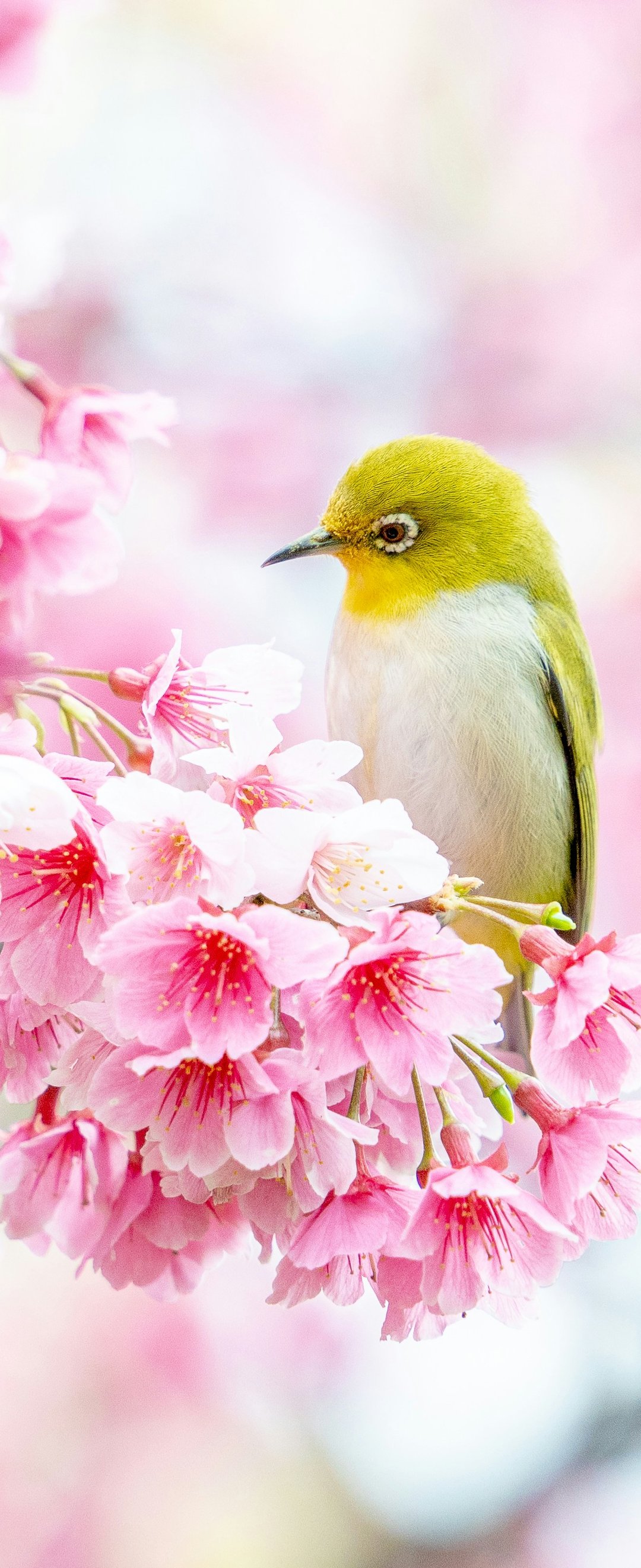 Canary on sakura - Wallpapers for Samsung Galaxy Z Flip6, Motorola Razr 2025 in 1080x2640 resolution