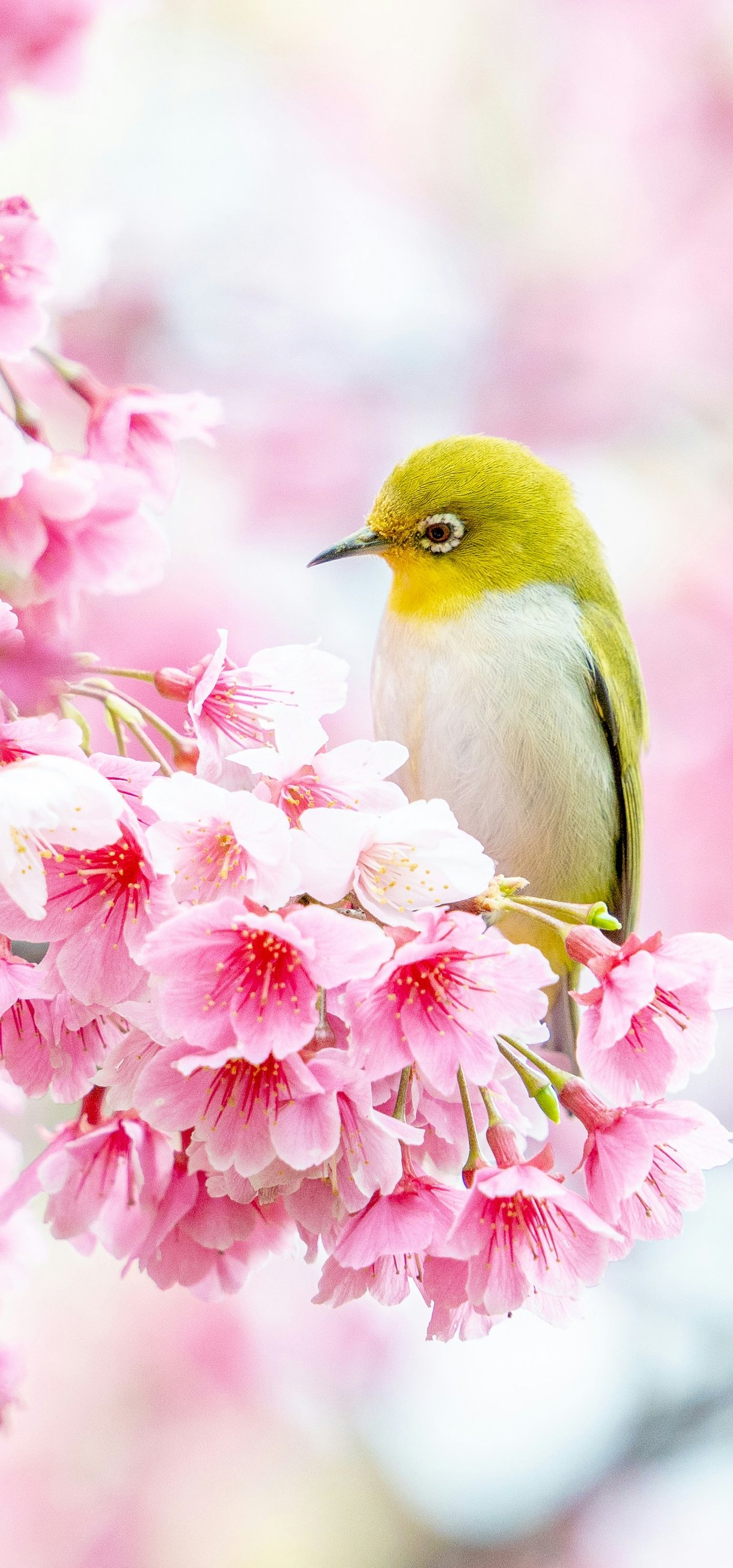 Canary on sakura - Wallpapers for Xiaomi 17/17 Pro in 1220x2608 resolution