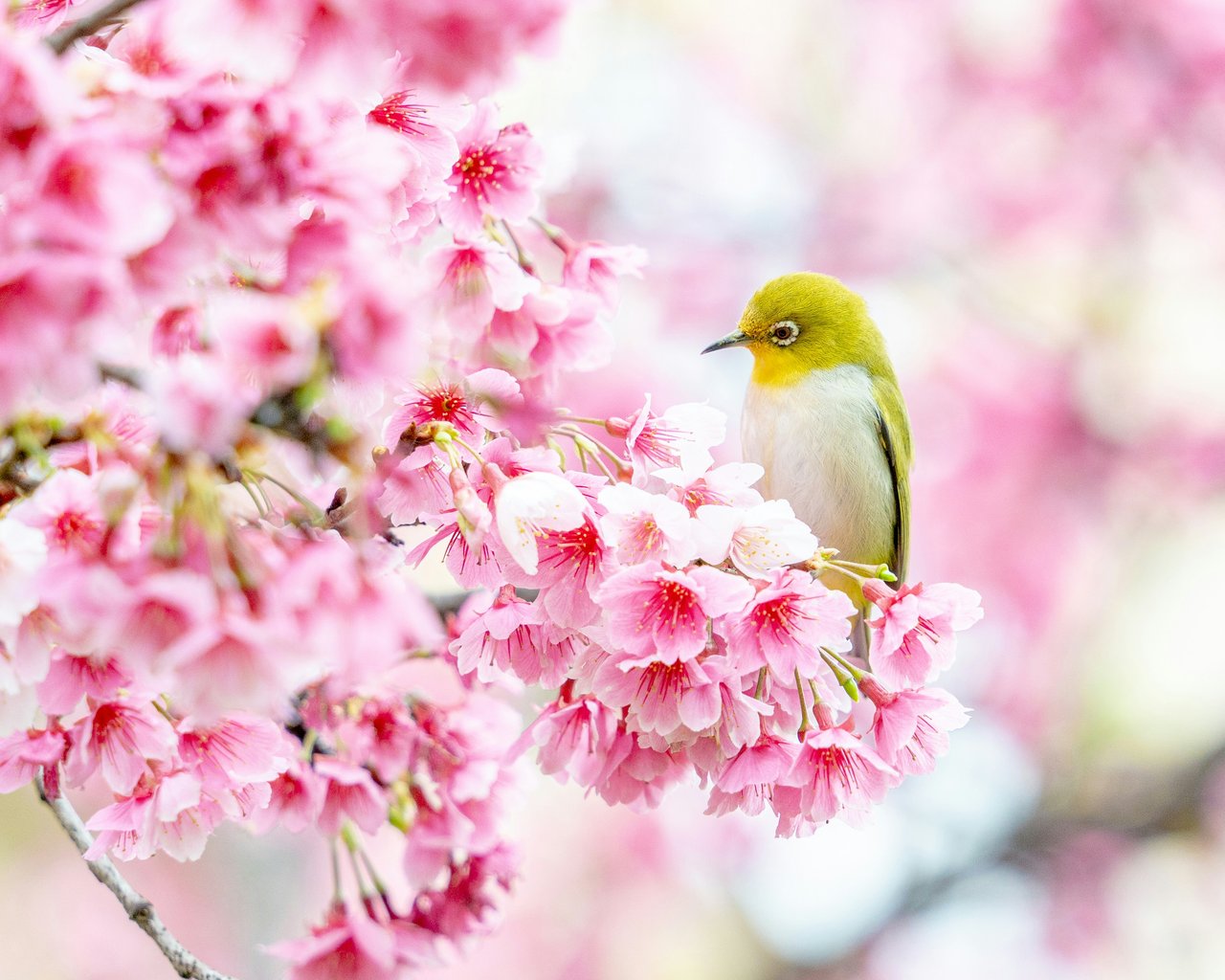 Canary on sakura - SXGA wallpapers in 1280x1024 resolution
