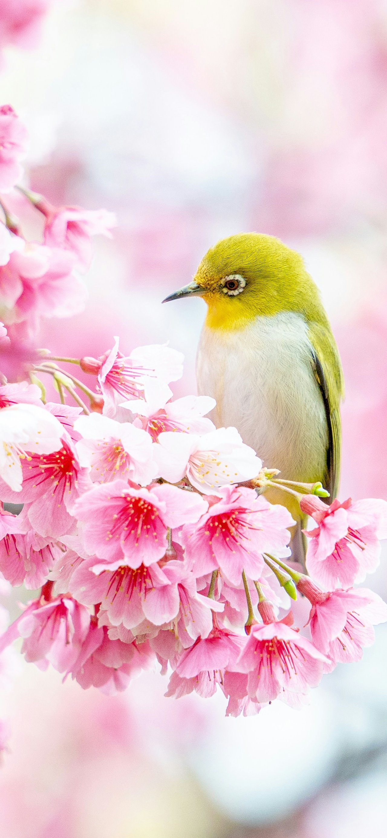 Canary on sakura - Wallpapers for Xiaomi 15T in 1280x2772 resolution