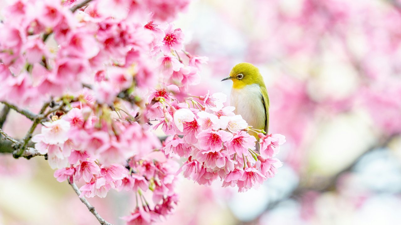 Canary on sakura - HDV 720p wallpapers in 1280x720 resolution