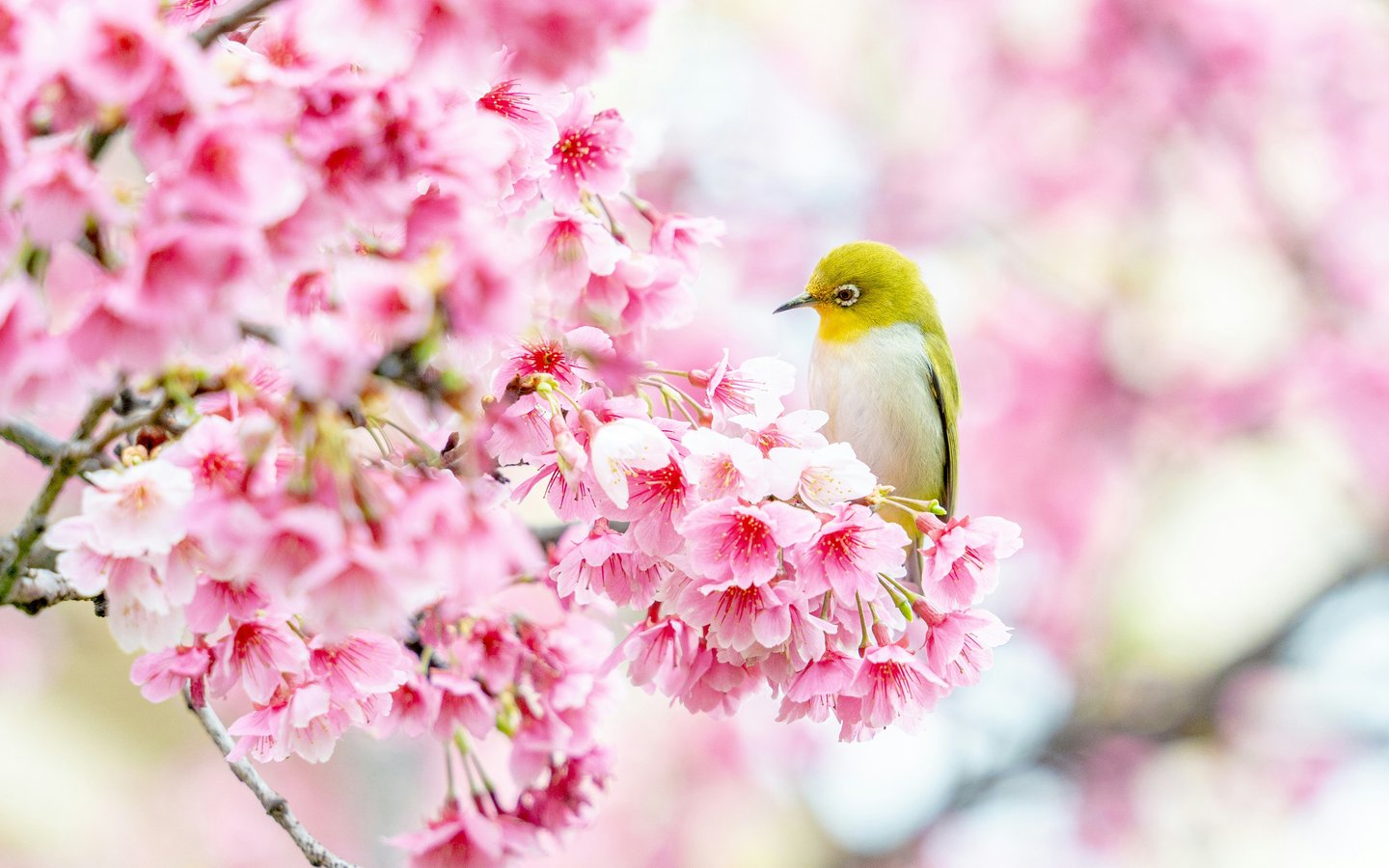 Canary on sakura - WSXGA wallpapers in 1440x900 resolution