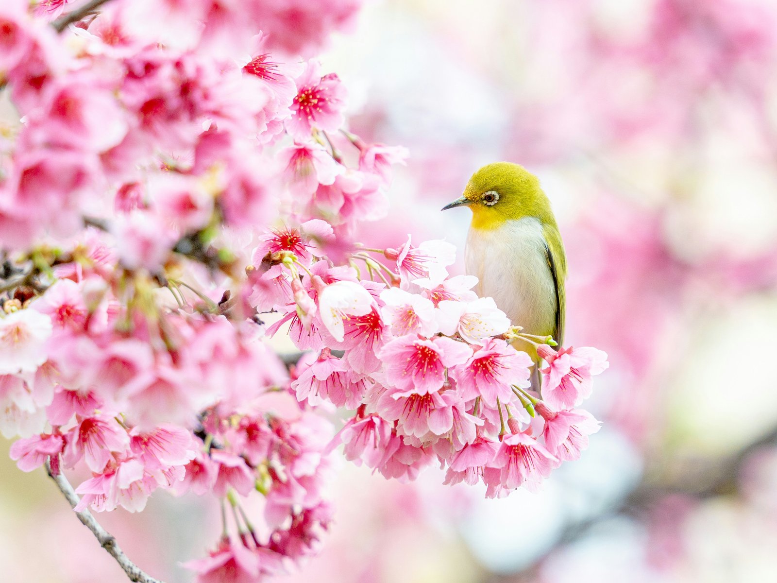 Canary on sakura - UXGA wallpapers in 1600x1200 resolution