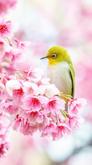 Canary on sakura - Wallpapers for Nokia, Samsung in 360x640 resolution