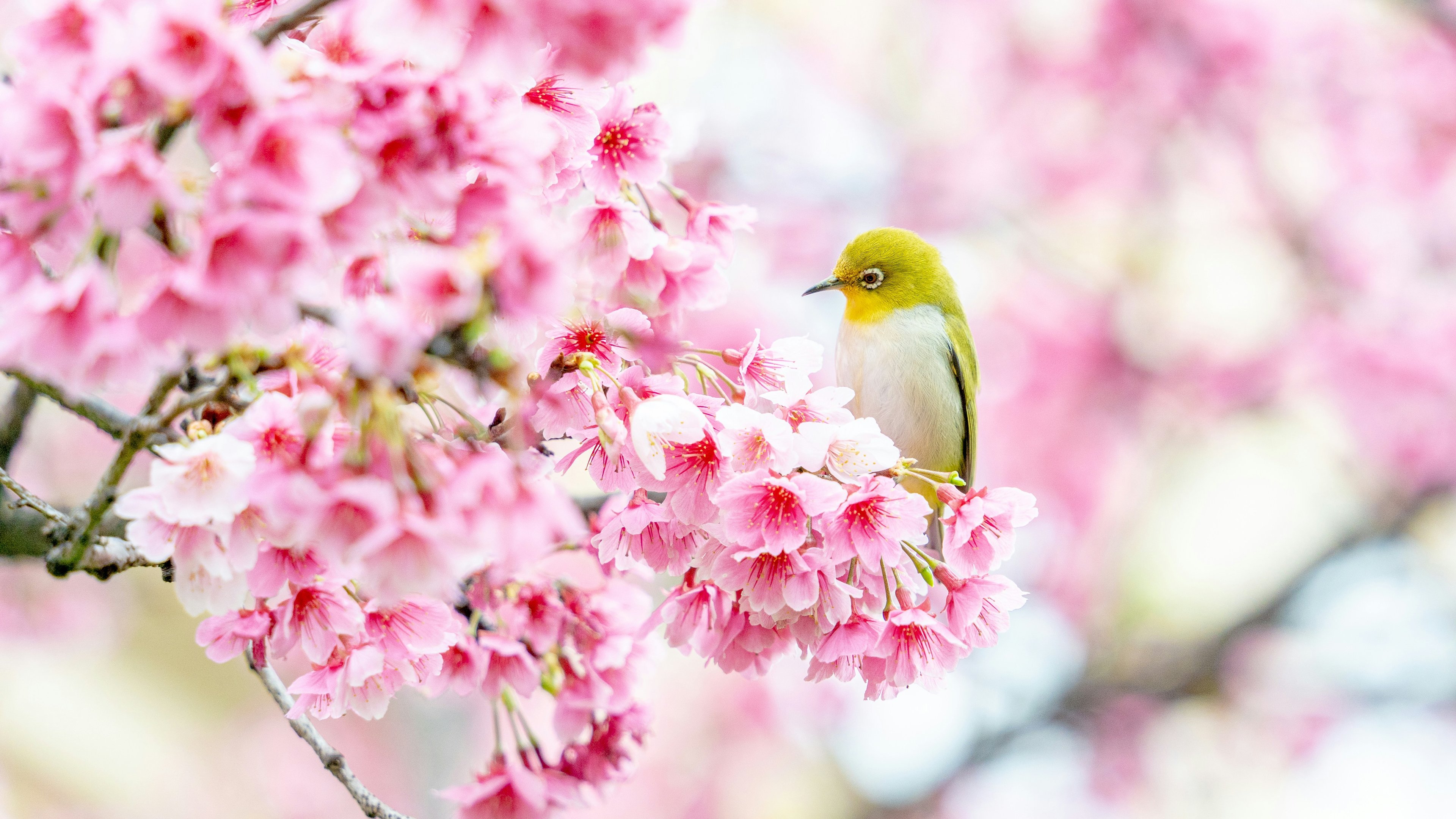 Canary on sakura - 4K PC Wallpapers in 3840x2160 resolution