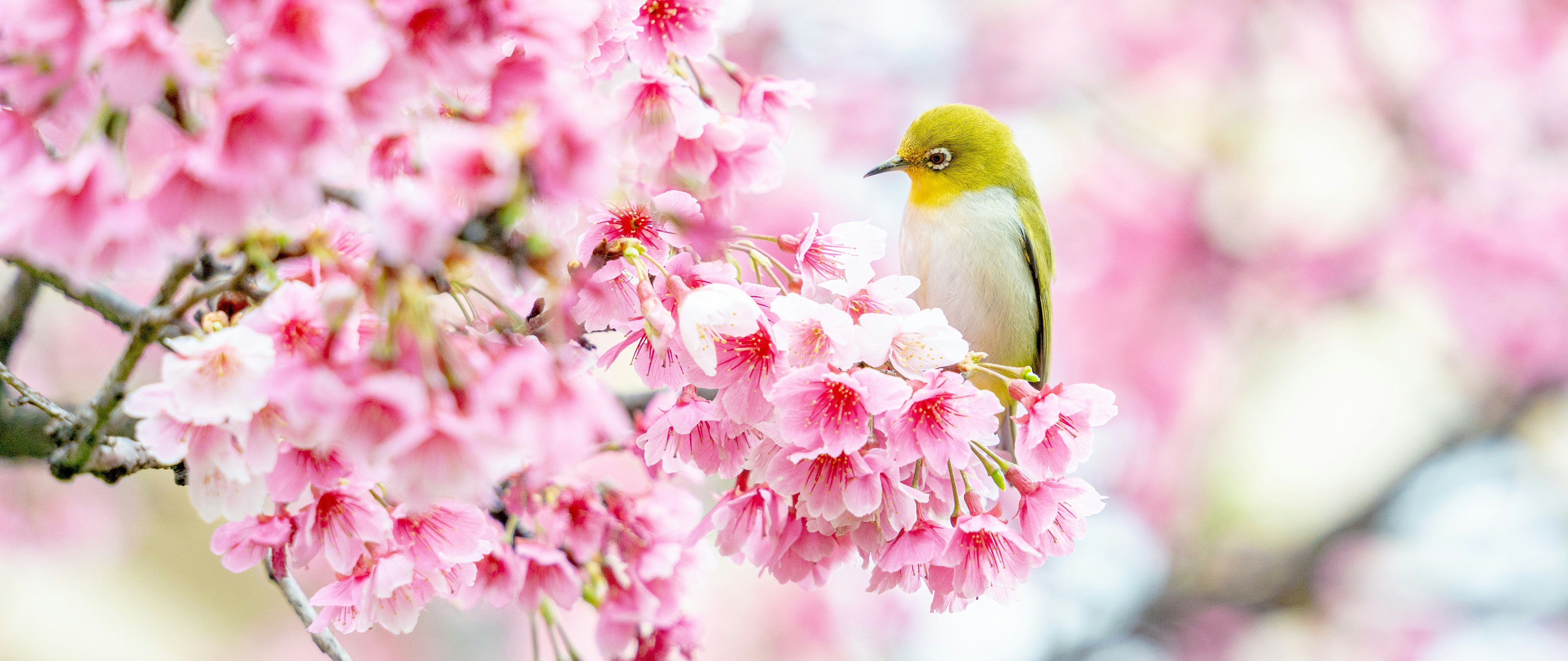 Canary on sakura - 5K2K UltraWide 21:9 wallpapers in 5120x2160 resolution