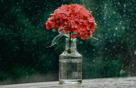 drops Wallpapers for Apple MacBook 16″ (3072x1920): bouquet, vase, flowers, rain