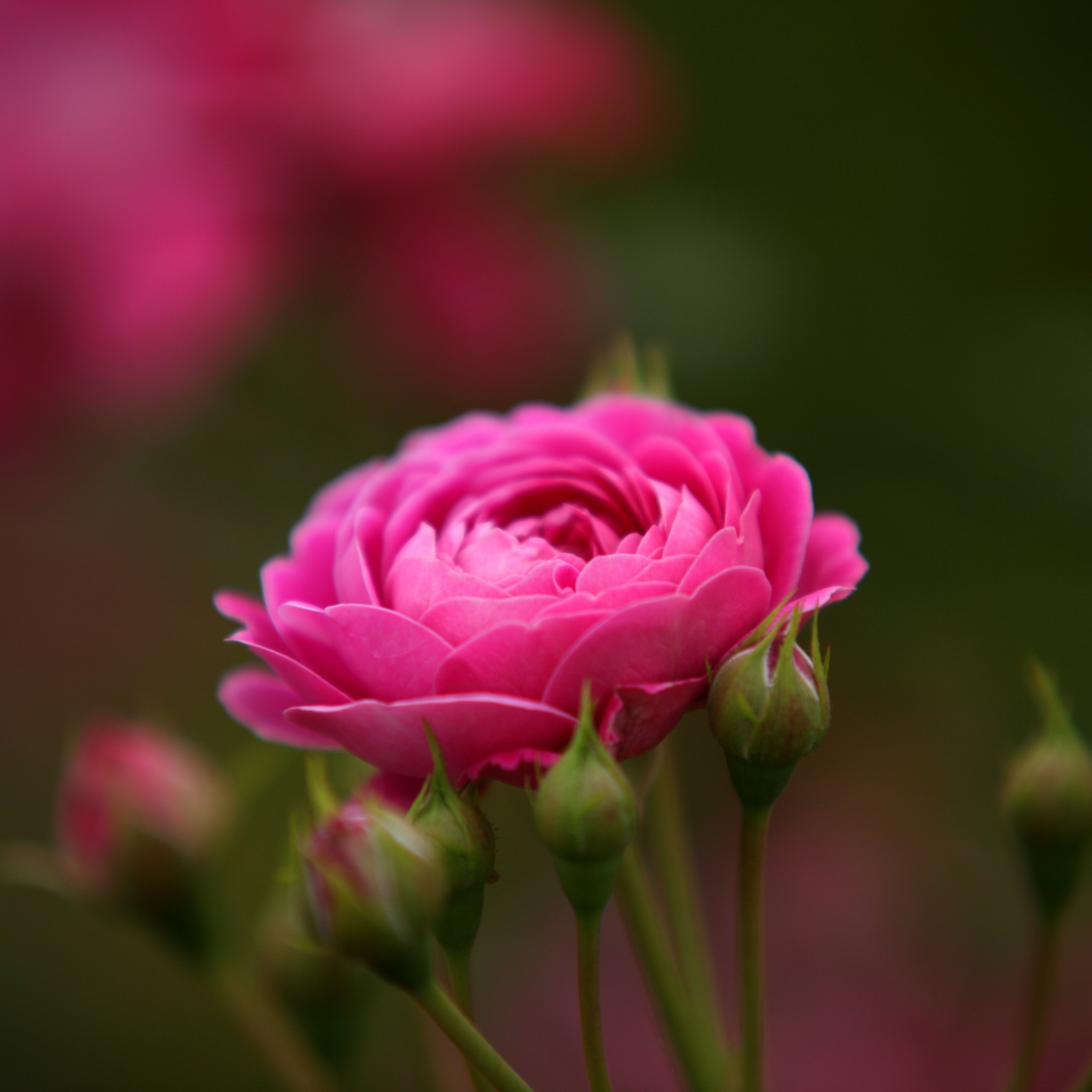 Lush pink rose - Wallpapers for iPad Pro 13″ in 2752x2752 resolution