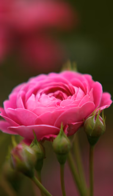 Nature wallpapers: roses, flowers, macro, garden