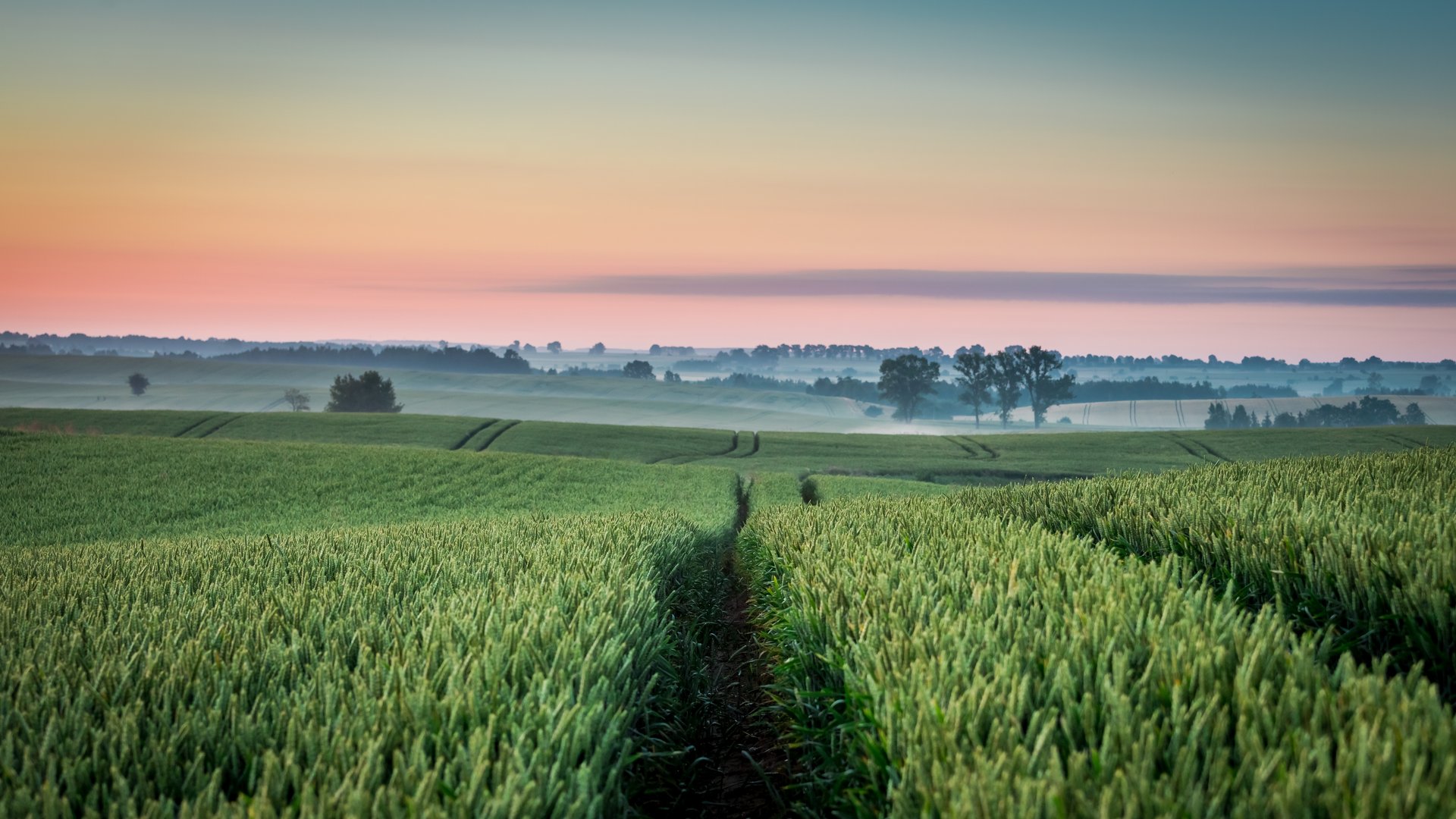 Green wheat field at sunset - Full HD wallpapers in 1920x1080 resolution